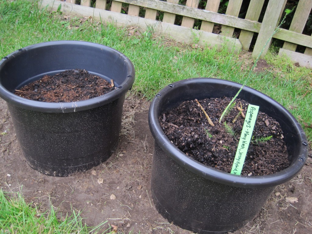 Aspargus Planted