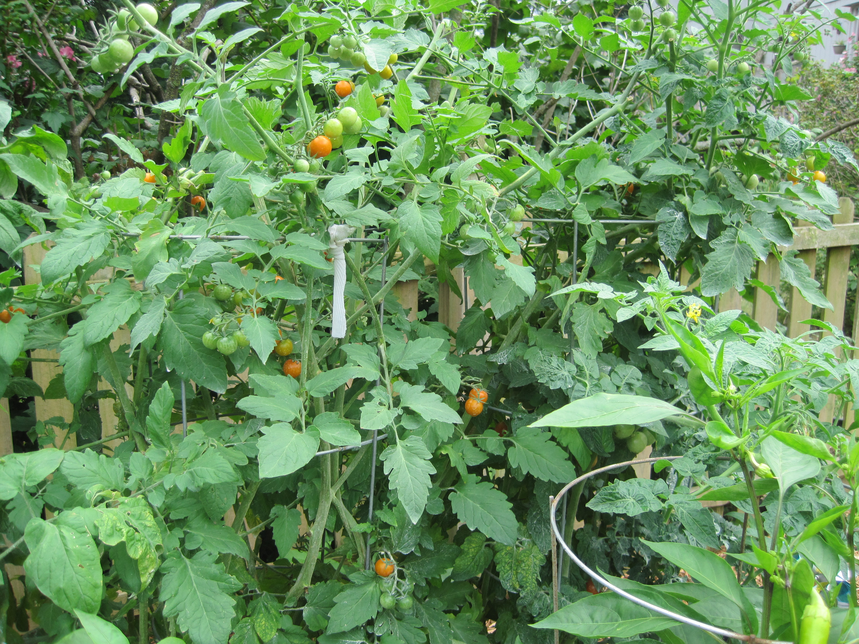 Giving the Tomatoes a Trim - Loving Here