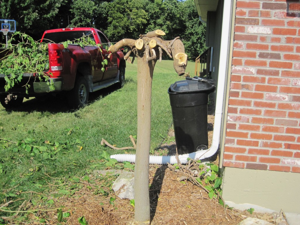 Removing Yip Yip Mulberry Tree 2