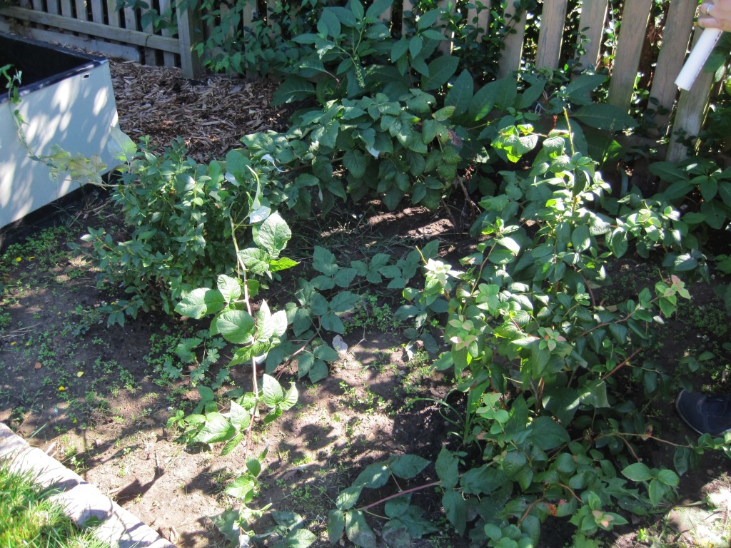 Overgrown Raspberries