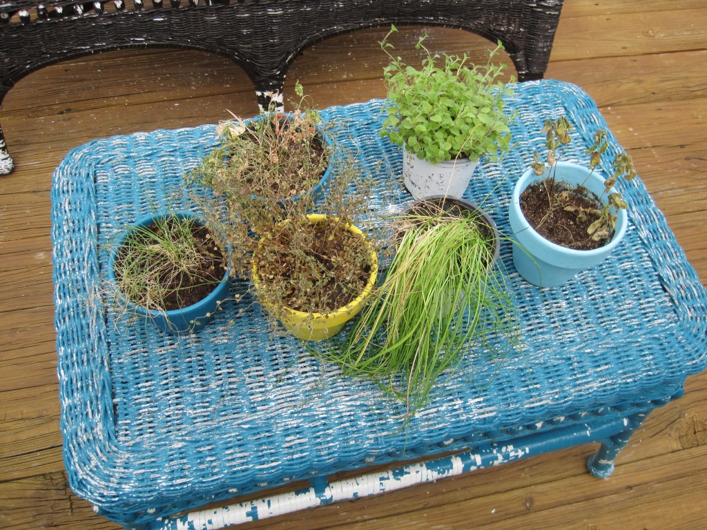 Replanting Kitchen Herbs