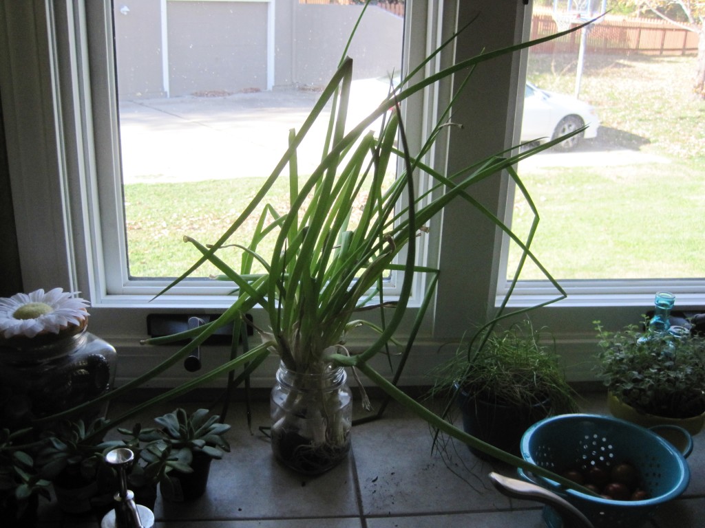 Kitchen Window Sill Full of Plants
