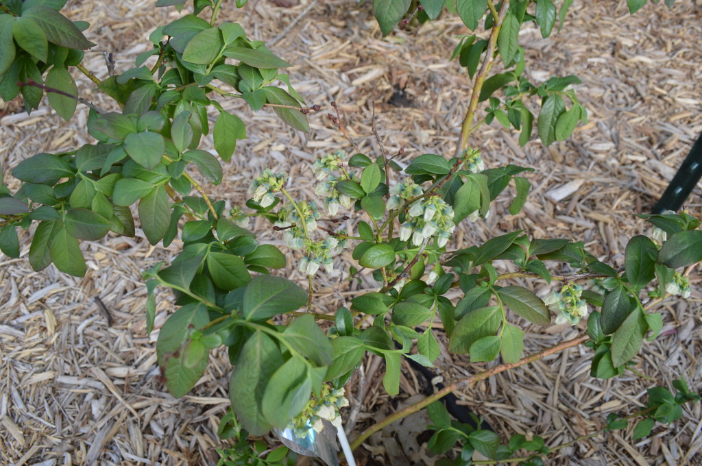 Blueberry blooms 2014