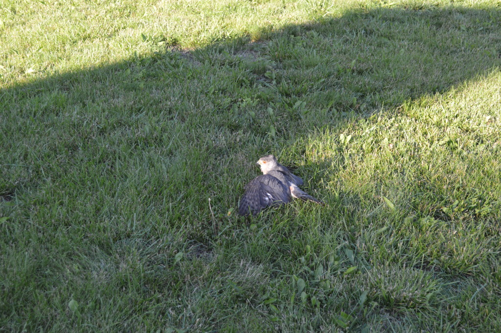 Injured Hawk In Yard