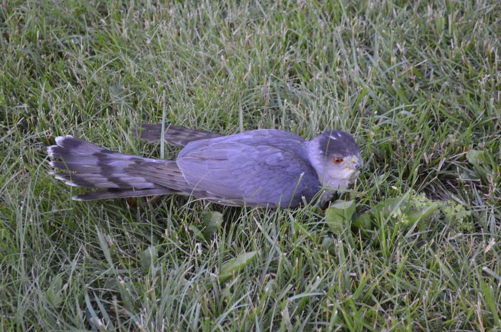 Yard Bird Cooper's Hawk