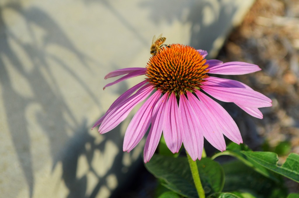 Bee on Summer Flower
