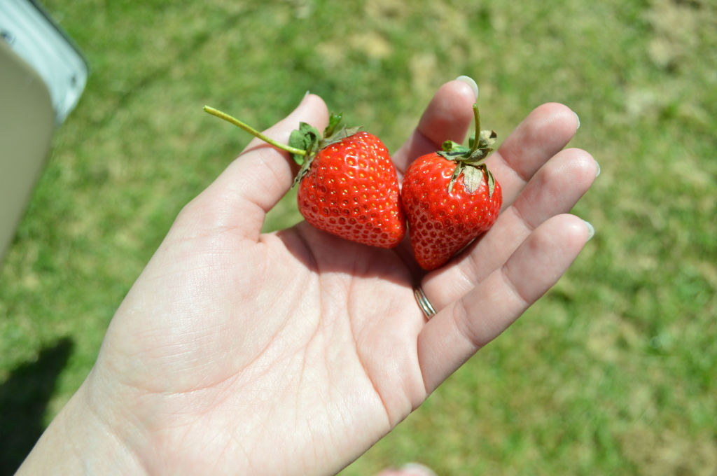 Garden First Strawberries 2015