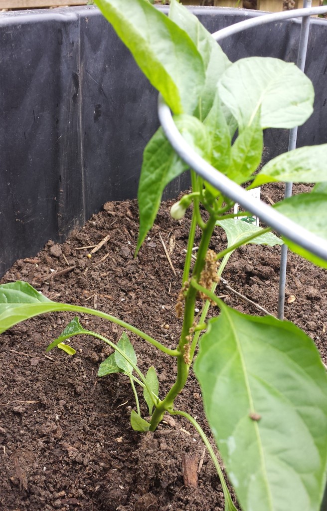 Garden Peppers Planted 2015 2
