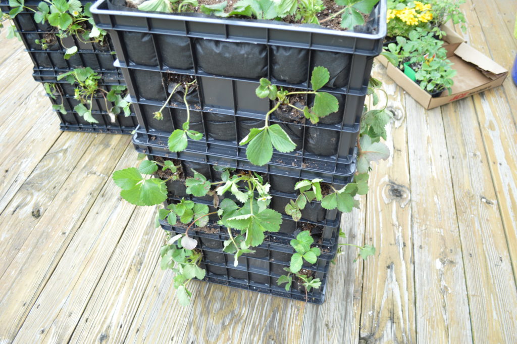 strawberry planter tower from plastic crates planted